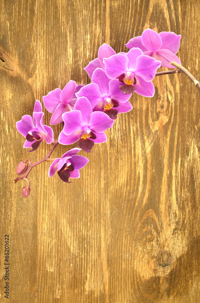 Obraz premium przepiękne orchidee na drewnianym tle 