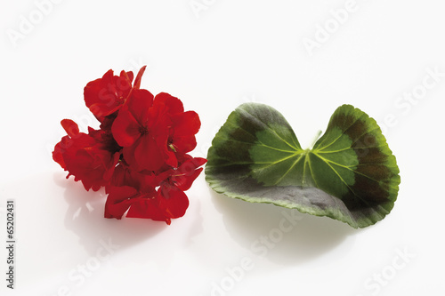Fototapeta Naklejka Na Ścianę i Meble -  Geranium Blume und Blatt ( Pelargonium )