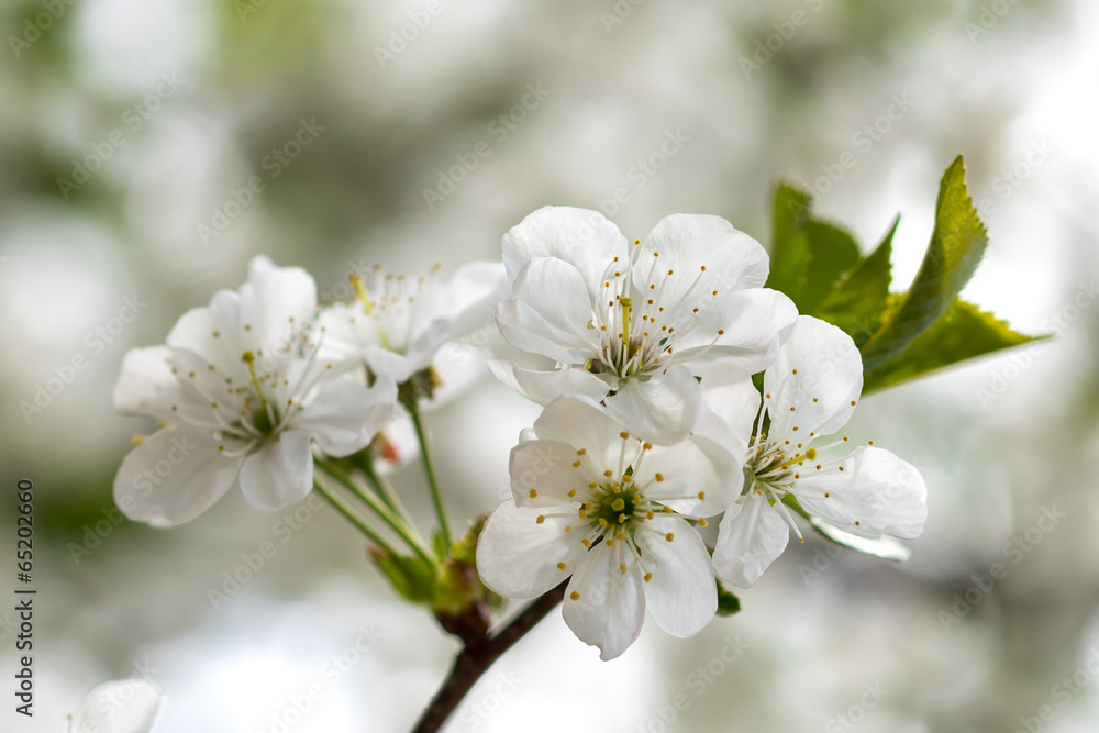 White flowers of cherry blossoms on spring day in park White flowers of cherry blossoms on spring day in park