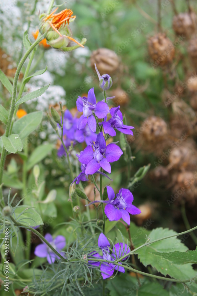 wild flower wild flower