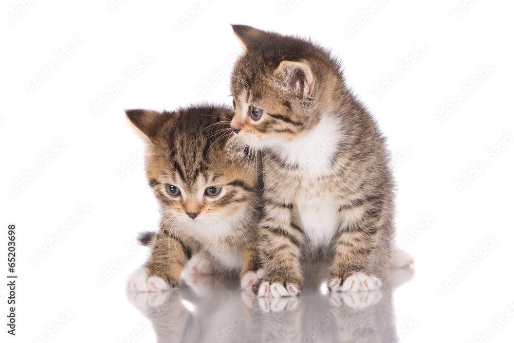 two adorable tabby kittens