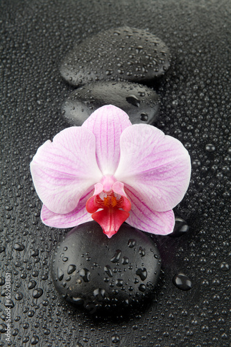 Purple orchid with zen stones on wet black background