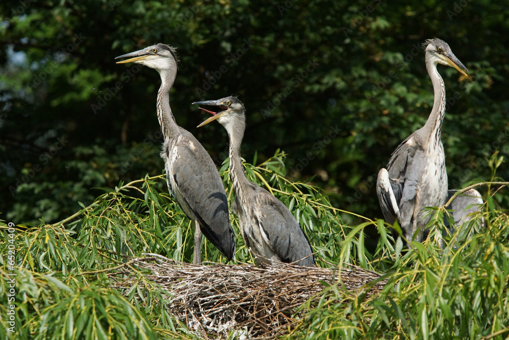 Fototapeta premium Grey Heron, Ardea cinerea