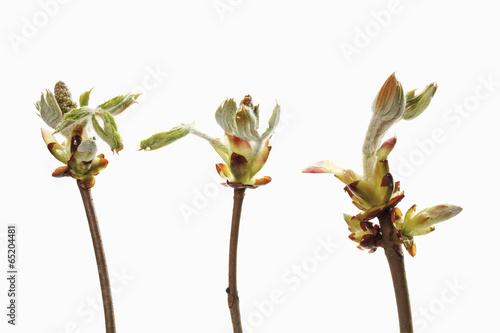 Kastanienknospe vor weißem Hintergrund