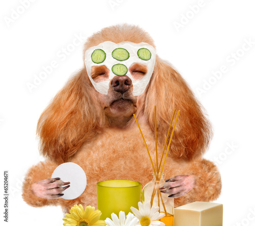 Foto spa wash  dog