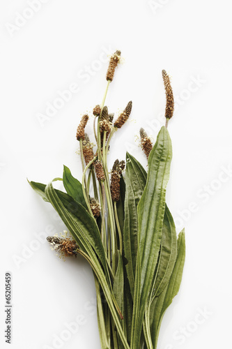 Bunch von Spitzwegerich gegen weißen Hintergrund