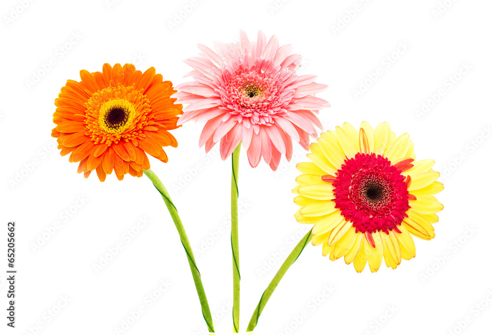 gerbera gerbera