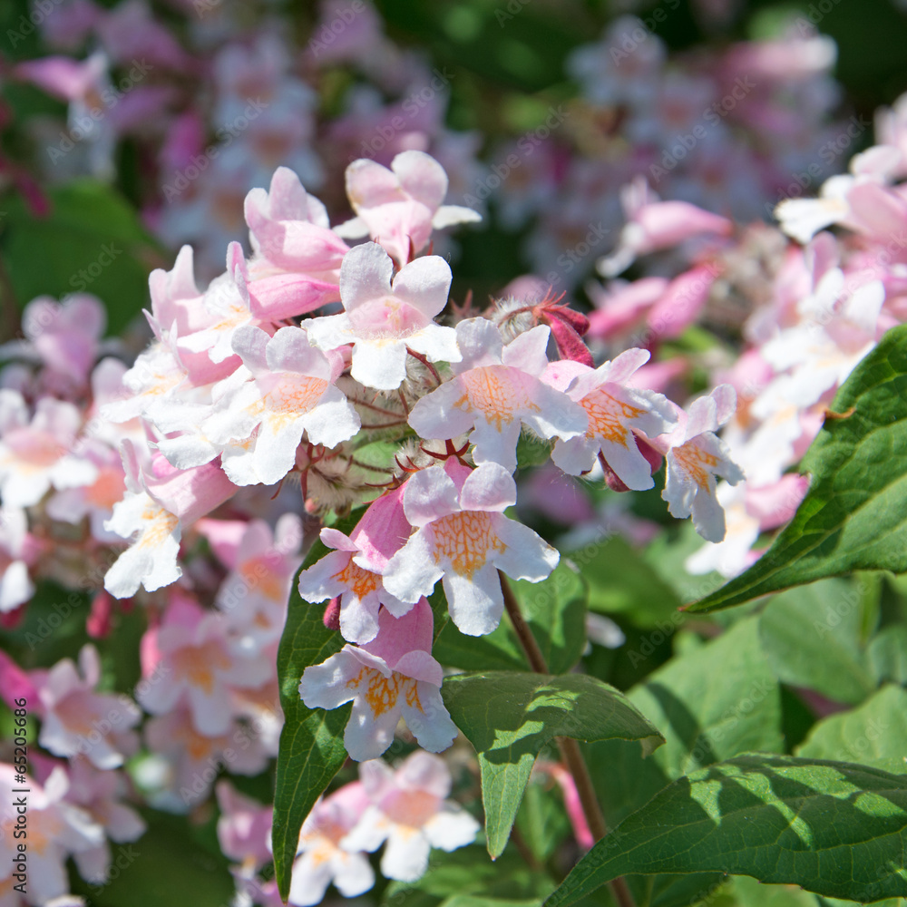Weigelie Weigela StockFoto Adobe Stock