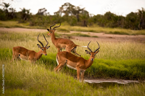 Three impala bucks drinking photo