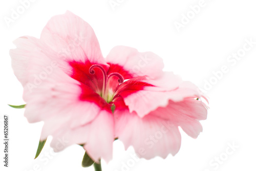 Cute little pink dianthus carnation flower with red center
