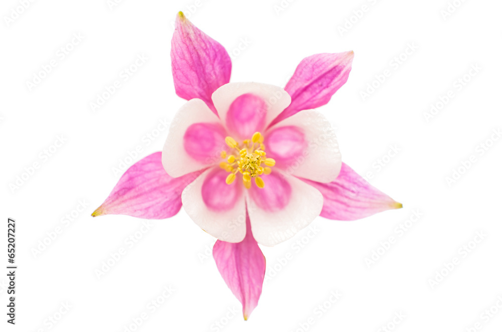 Fototapeta premium aquilegia flower isolated