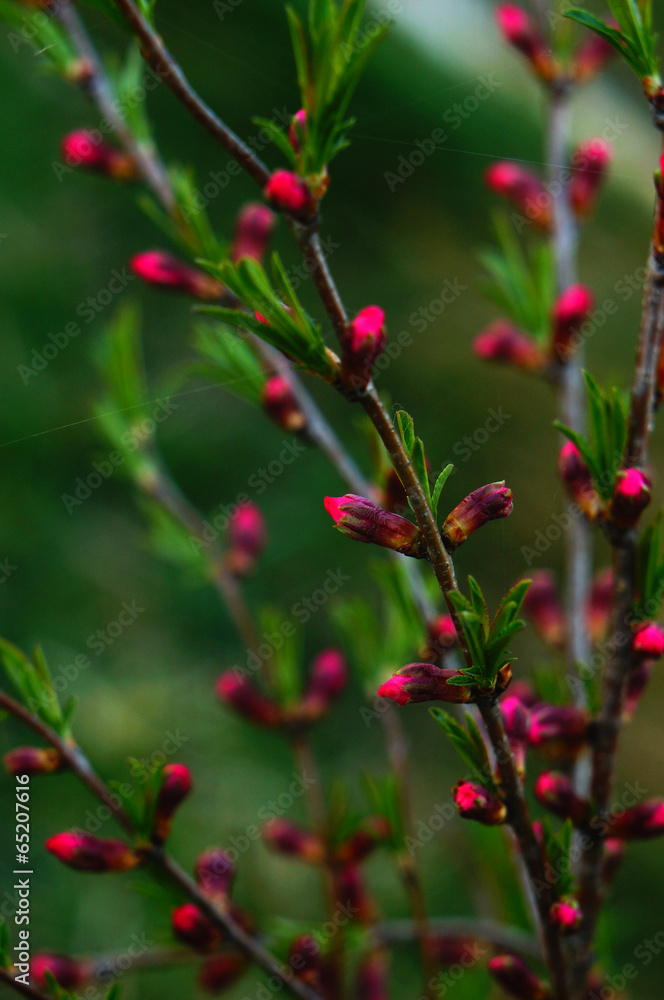 Fototapeta premium сакура
