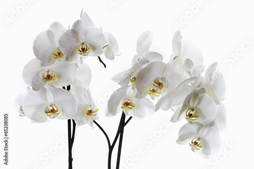 Orchid Blumen  close -up