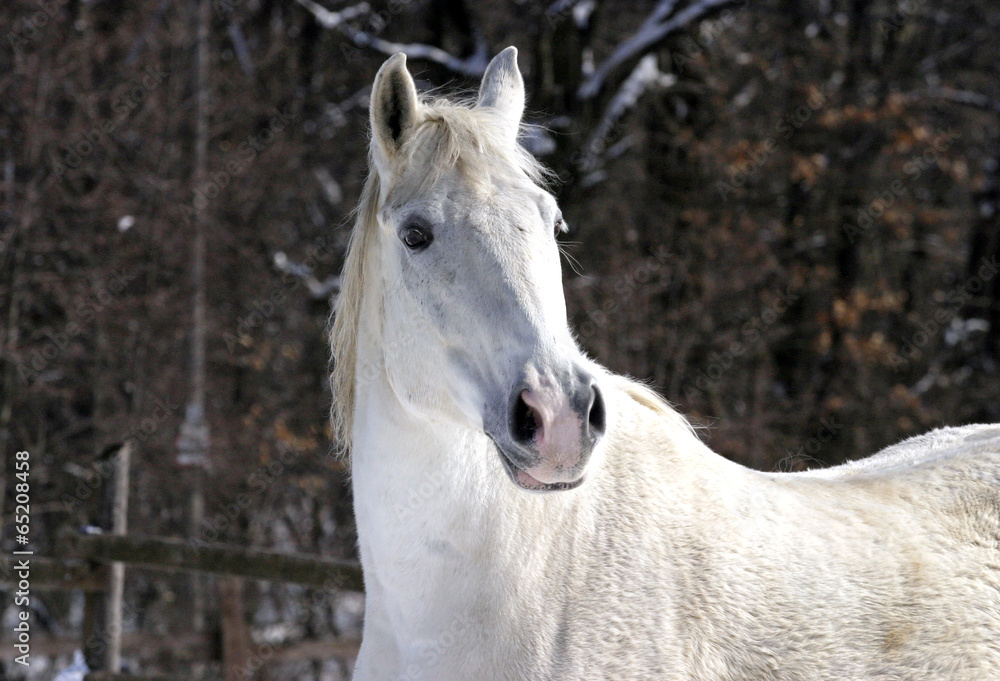 White horse, close-up portrait in sunny winter time White horse, close-up portrait in sunny winter time