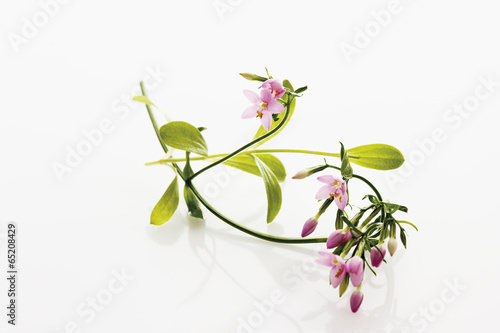 Nahaufnahme von centaurium Blume auf weißem Hintergrund