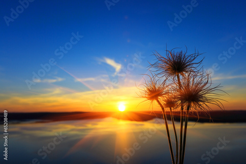 wild flowers on sunset