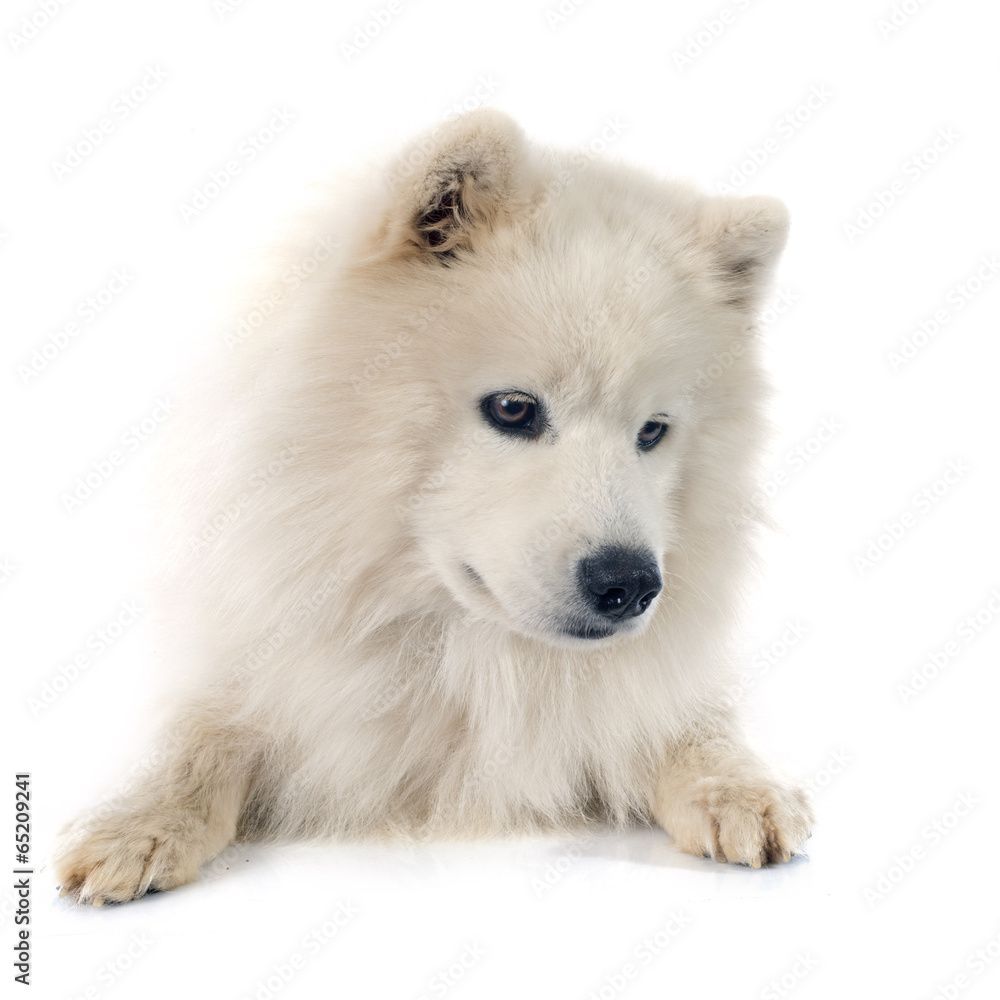 Samoyed Samoyed