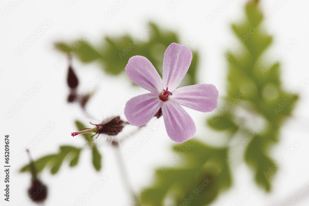 Obraz premium Herb robert,close up