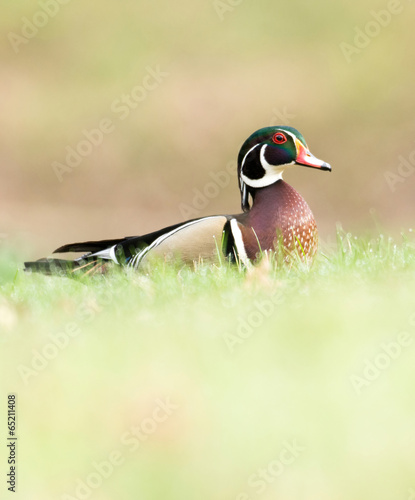 Wood duck in grass © Tony Campbell