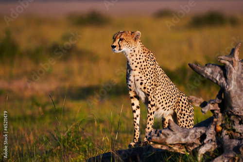 Cheetah in Masai Mara in Kenya