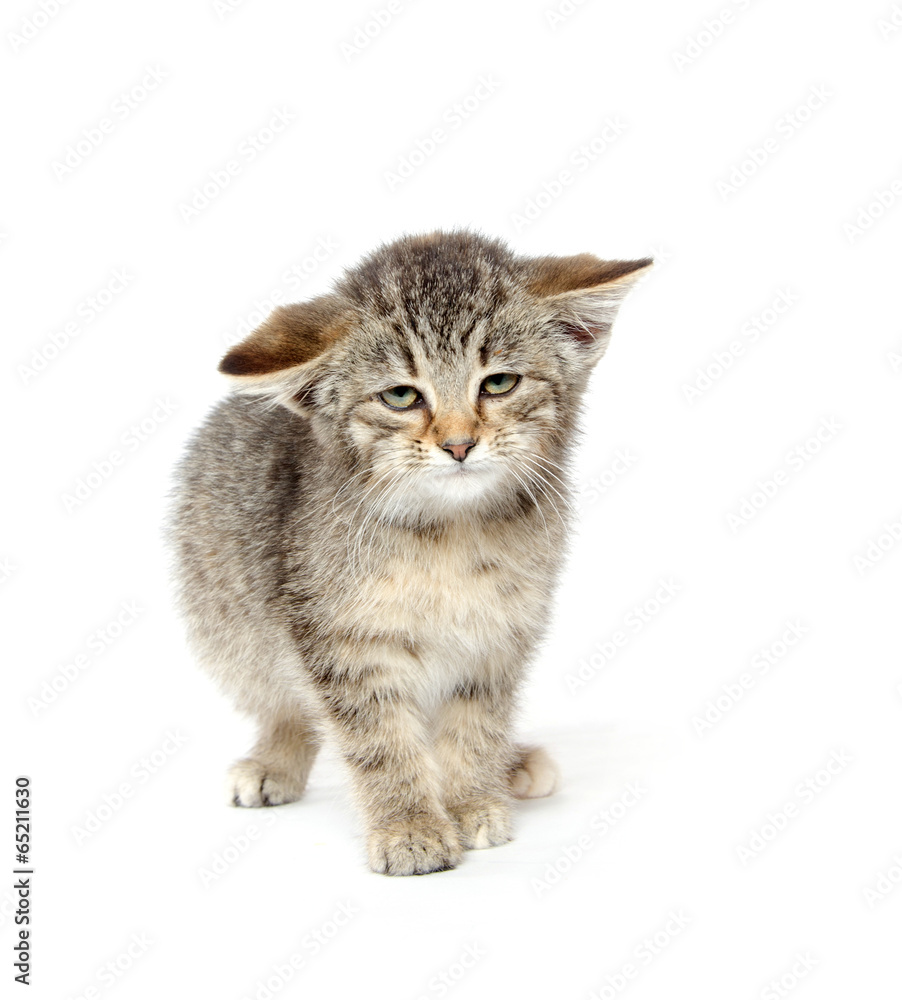 Obraz premium Cute tabby kitten