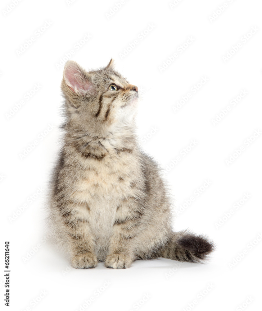 Cute tabby kitten Cute tabby kitten