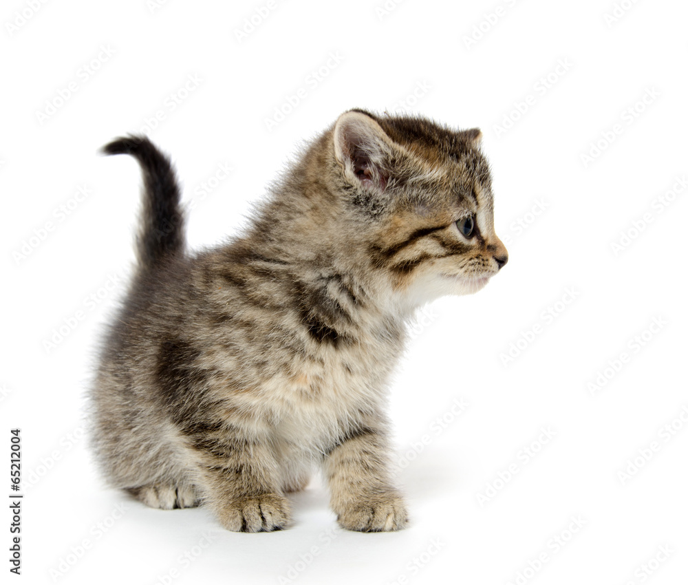 Obraz premium Cute tabby kitten