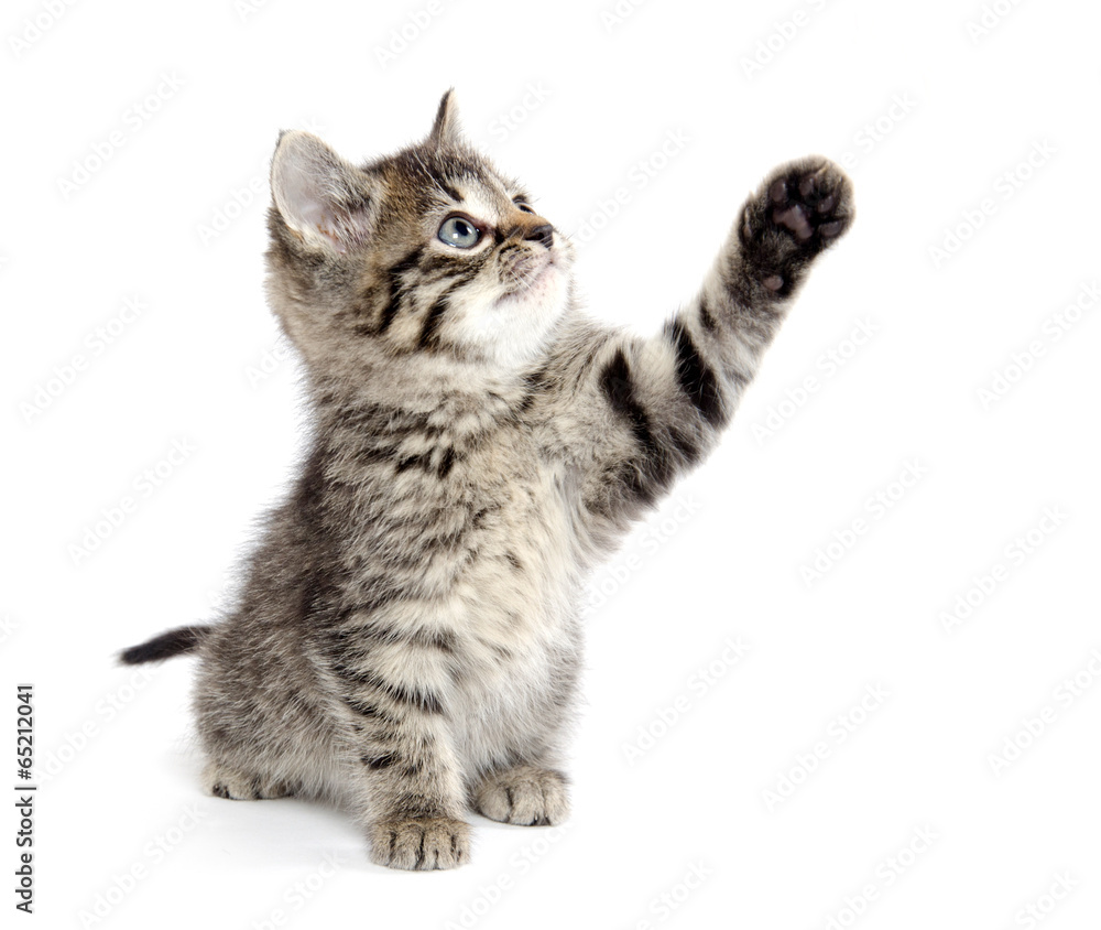 Cute tabby kitten Cute tabby kitten