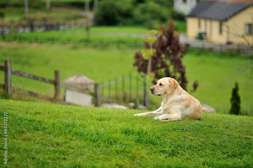 A Man's Best Friend