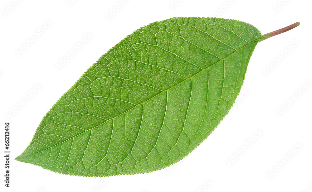 Green leaf isolated on white with clipping path Green leaf isolated on white with clipping path