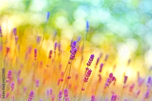 Fototapeta Naklejka Na Ścianę i Meble -  Soft focus on beautiful lavender