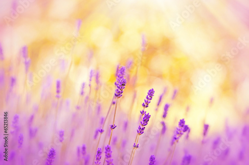 Fototapeta Naklejka Na Ścianę i Meble -  Soft focus on lavender lit by sunlight