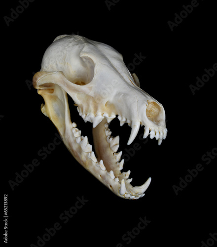 Coyote Skull photo