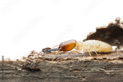 Termite macro. photo