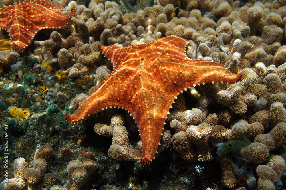 Obraz premium Starfish underwater over coral seabed