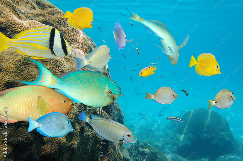 Fototapeta premium Tropical fish school in a coral reef