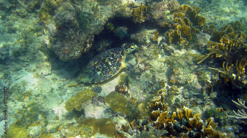 Green sea turtle hidden in a coral reef © dam