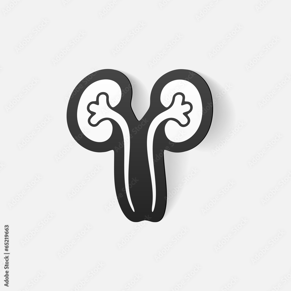 realistic design element: kidneys, medical realistic design element: kidneys, medical