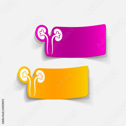 realistic design element: kidneys, medical
