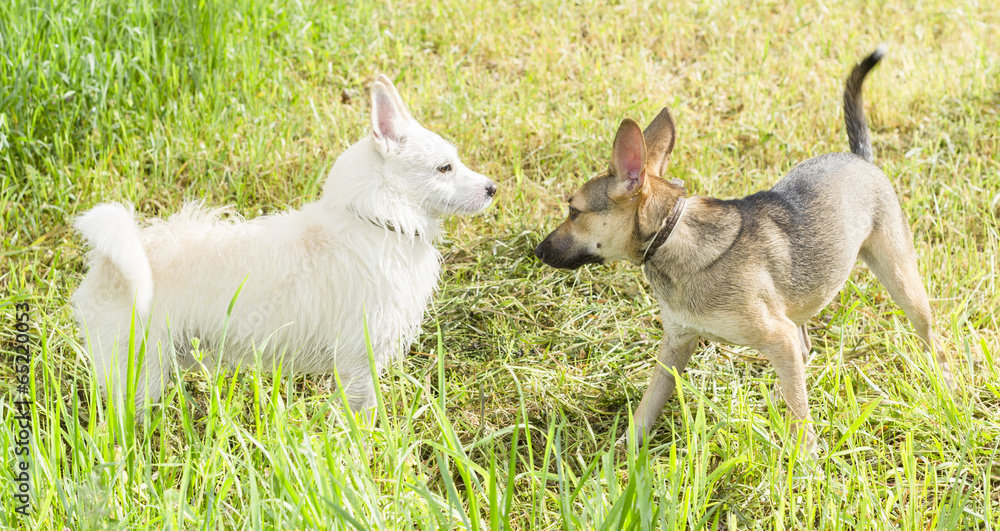 red and white dogs greet each other red and white dogs greet each other