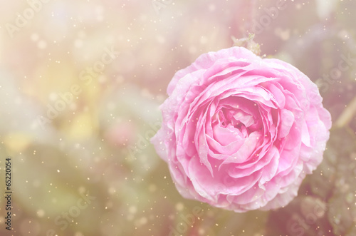 Dreamy photo of a rose flower