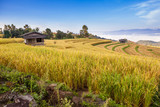 Yellow Terraced Rice Field in Chiangmai, Thailand