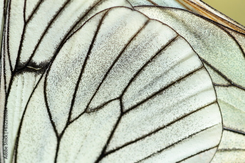 Alas de mariposa. Aporia crataegi. Mariposa musgosa, Aurora. photo