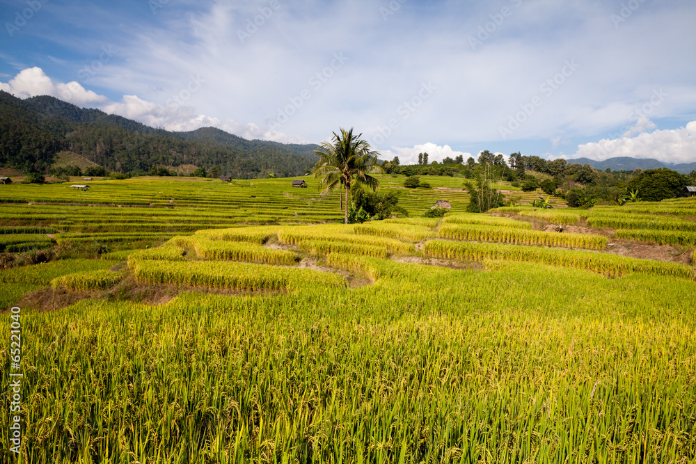 Green Terraced Rice Field in Chiangmai, Thailand