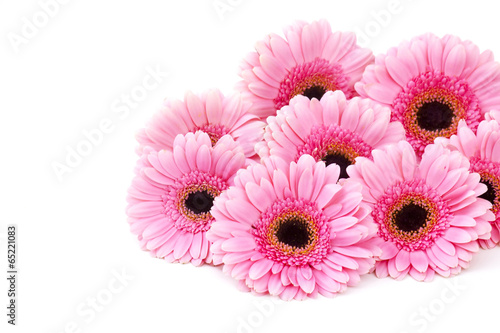pink gerbera flowers