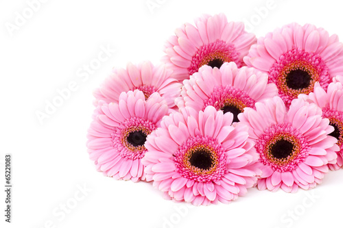 Fototapeta Naklejka Na Ścianę i Meble -  pink gerbera flowers