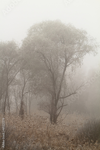 Foggy morning © Nneirda