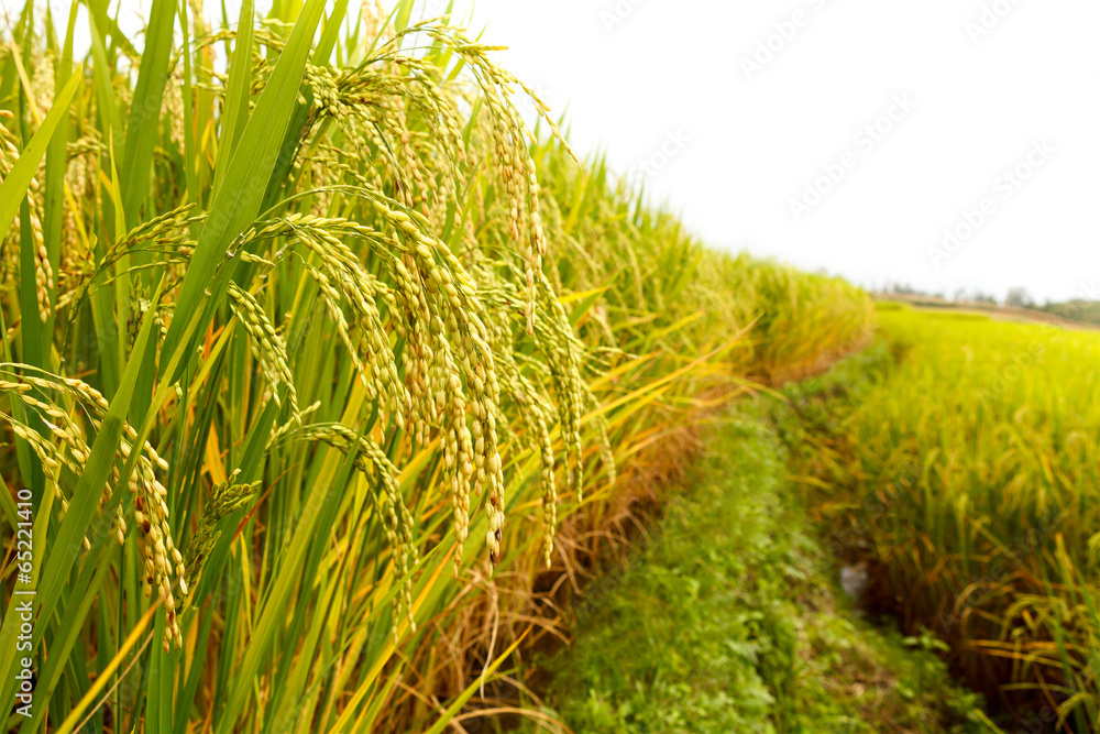 Green Rice Field