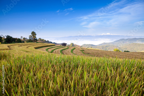 Green Terraced Rice Field in Chiangmai, Thailand