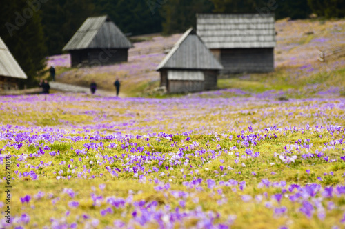 Fototapeta Naklejka Na Ścianę i Meble -  Spring meadow full of crocus flowers in full blossom
